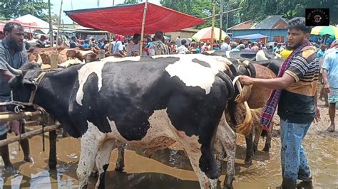 ১৪ জুলাই২৪ ময়মনসিংহের খামারী ক্রস জাতের খামার উপযোগী ষাঁড় গরু কি