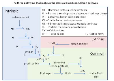 Haemostasis Blood Clotting Flashcards Quizlet