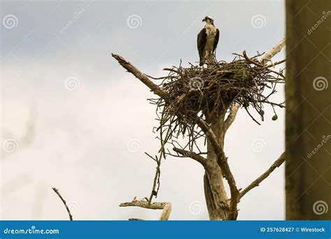 Osprey Guarding Over Its Nest Stock Image Image Of Bird Wild