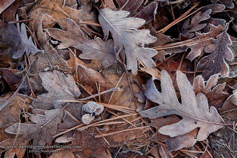 Getting it Right in the Digital Camera : Dead Leaf Photography