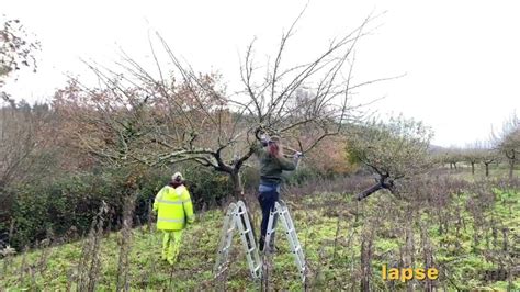 First Year Renovation Prune Of Badly Neglected Apple Tree Timelapse Youtube