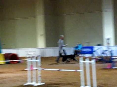 Akc Agility Nationals Sunday Hybrid Run Youtube