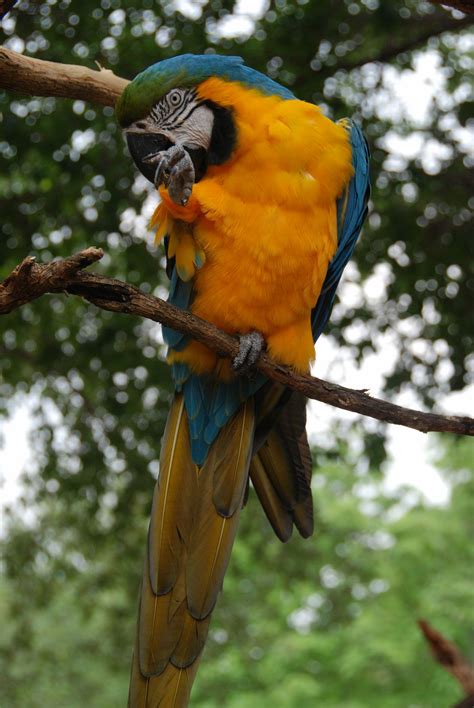 Whats Up With The Cases Dallas Zoo