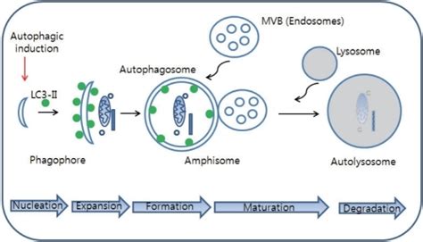 The Cellular Processes During Autophagy Autophagic Pro Openi