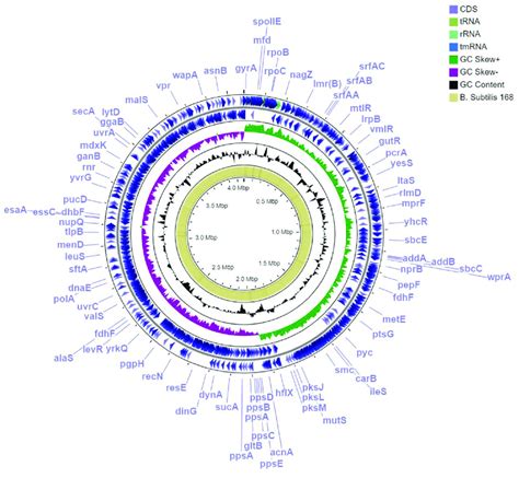 Circular Representation Of Bacillus Subtilis Mbi Genome For