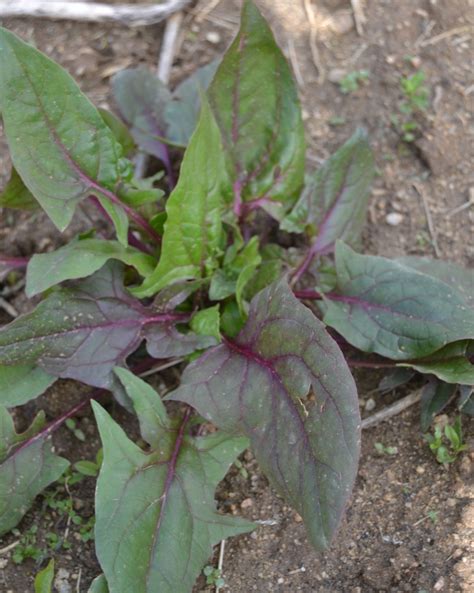 Red Spinach Seeds Spinacia Oleracea