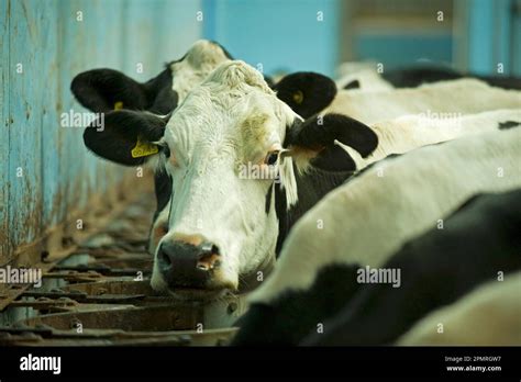 Domestic Cattle Holstein Friesian Cows In Milking Parlour Close Up