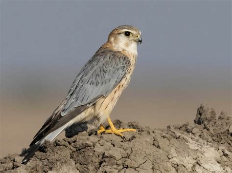 Merlin Ebird