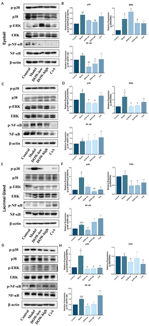 Ijms Free Full Text The Extracts Of Dendrobium Alleviate Dry Eye Disease In Rat Model By