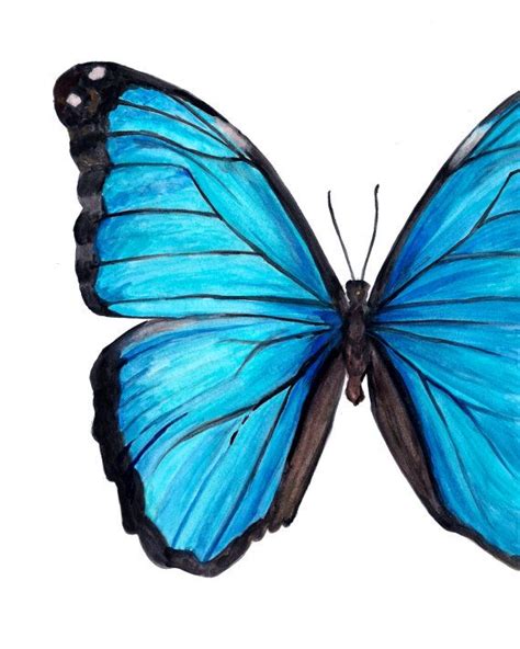 Blue Morpho Butterfly Watercolor Fine Art Print Etsy Blue Morpho