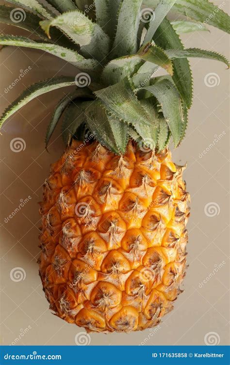 Single Whole Pineapple Tropical Fruit Or Ananas Isolated On White