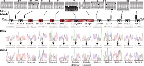 Schematic Representation Of The KCNQ1 Domain On Human Chromosome