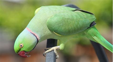 Saiba Tudo Sobre o Periquito ring neck Casa dos Pássaros