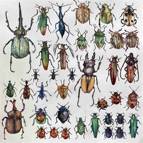 Collection Of Beetles Liz Chaderton Watercolour Artist