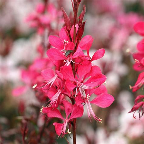 Gaura Lindheimeri Red P Max Garden Z Hradn Centrum Pre Va U