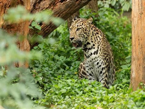 Rajasthan Rare Pink Leopard Spotted In Ranakpur Region In Aravallis