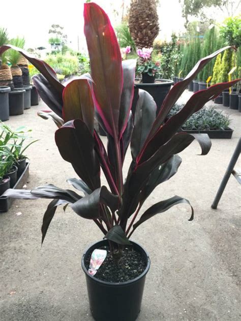 Cordyline Rubra Westlake Nursery