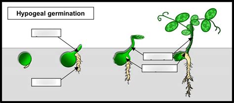 Rhs Hypogeal Germination Diagram Diagram Quizlet