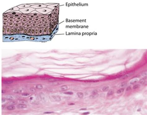 Histology Of Epithelial Tissues Flashcards Quizlet