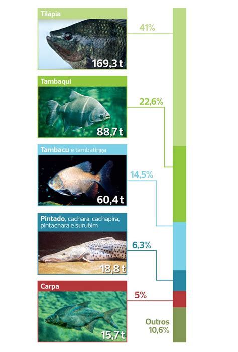 Veja Os Dados Da Piscicultura No Brasil Globo Rural Peixe