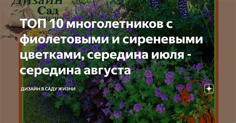 ТОП 10 многолетников с фиолетовыми и сиреневыми цветками, середина июля ...