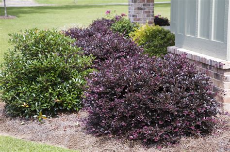 Purple Diamond Loropetalum