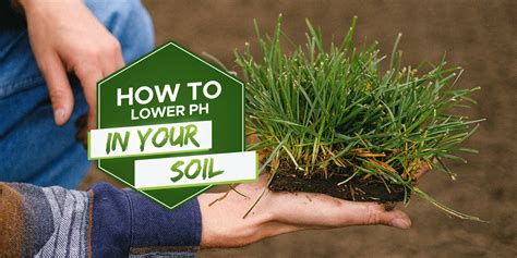 How To Lower Ph In Soil Why When And How Grow Your Yard