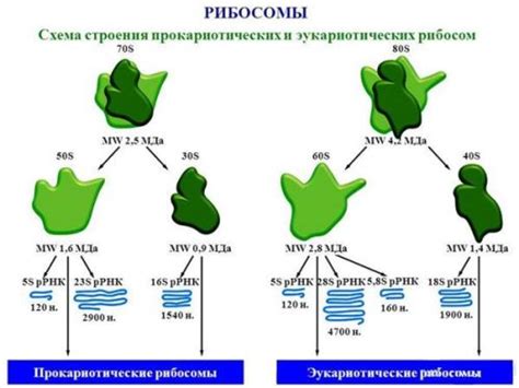 Рибосомы бактерий: строение и функции, методы выявления