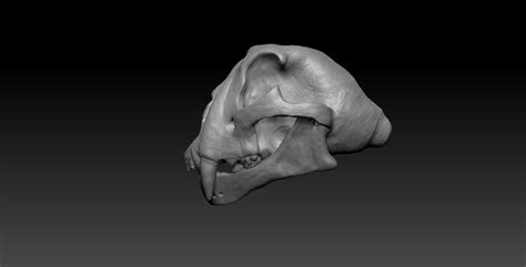 Cheetah Skull Sculpt | Skillshare Student Project