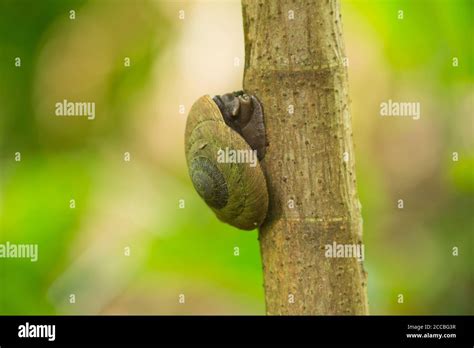 The Puerto Rican Tree Snail, Caracolus caracolla, is a large, arboreal ...