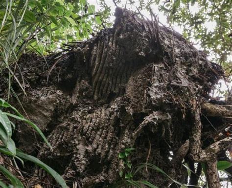 Giant Wasp Nest Took Two Years To Reach Final Size Otago Daily Times Online News