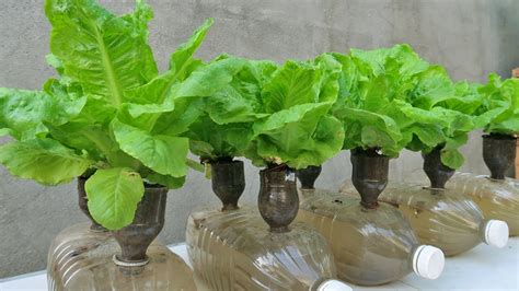 Just Using An Old Plastic Bottle I Can Grow Lettuce With Water Easily