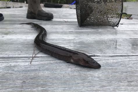 Two-toed Amphiuma – Reptiles and Amphibians of Mississippi