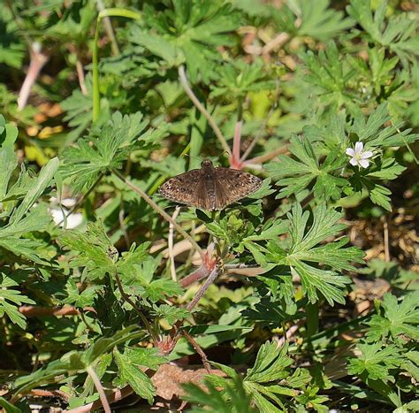 Juvenal S Duskywing From Woods Of Shavano San Antonio Tx Usa On