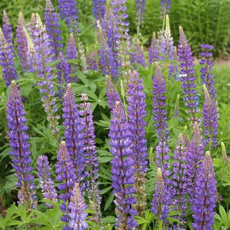 Lupinus perennis (European Lupine) Wildflower Seeds