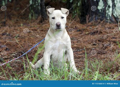 Fawn Pitbull Puppy Dog Pet Rescue Adoption Photography Stock Photo