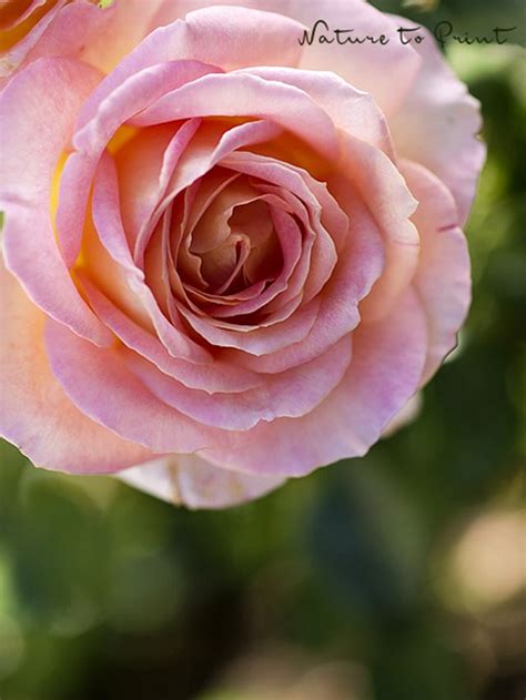 Erinnerungen An Edelrose Elle Dazu Tipps Wie Sie Edelrosen Besser In