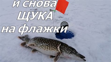 ОЧЕНЬ ХОРОШИЙ КЛЕВ ЩУКИ. Ловля щуки на флажки на озере в Ленинградской ...