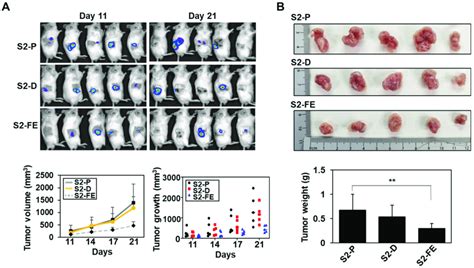 The S2 FE Peptide Inhibited Subcutaneous Tumor Growth In Vivo A