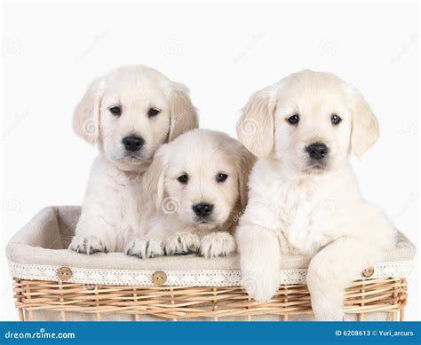 Cute Puppies in Basket. Isolated Stock Image - Image of head, friendly ...