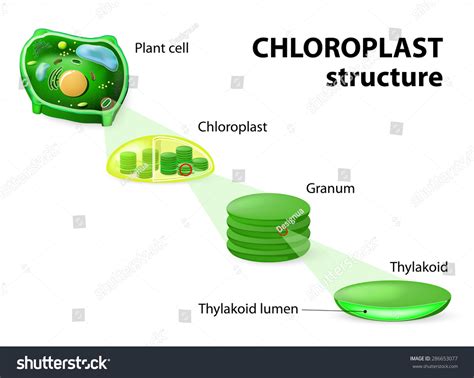 Chloroplast Structure. Plant Cell, Chloroplast, Granum And Thylakoid ...