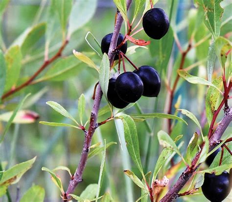 Western Sand Cherry Native Johnsons Nursery Kb