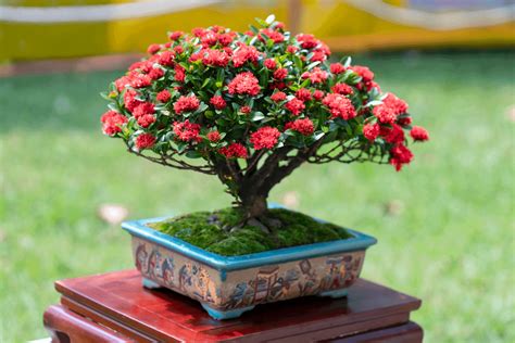 Flame Tree Bonsai Best Tips And Techniques HouseplantJoy