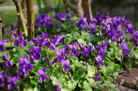 Violets Flower Nature Free Photo On Pixabay Pixabay