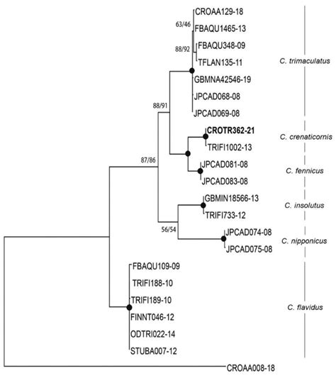 Maximum Likelihood Phylogenetic Tree Based On The Coi Sequence Of