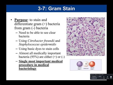 Wards® Gram Staining And Bacterial Morphology Lab Activity