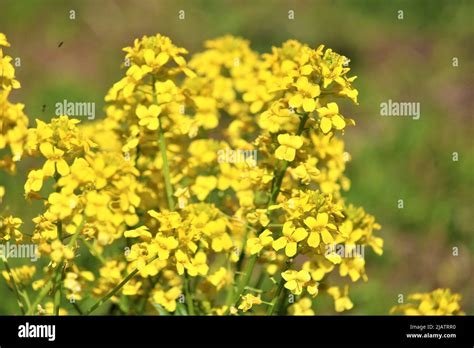 The beautiful nature of Latvia Stock Photo - Alamy