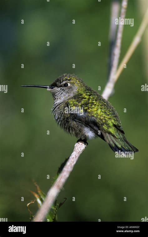 Rufous Hummingbird Selasphorus Rufus Sitting On Twig Stock Photo Alamy