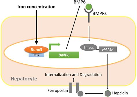 A Schematic Diagram Of Iron‐induced Bmp6 Expression Via Runx3 And The Download Scientific