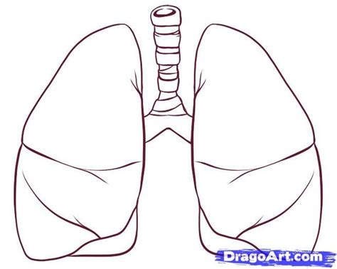 How To Draw Lungs Step By Step Anatomy People Free Online Drawing